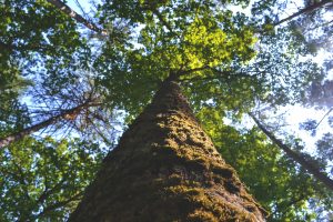 TPO - Tree Preservation Order