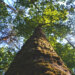 TPO - Tree Preservation Order